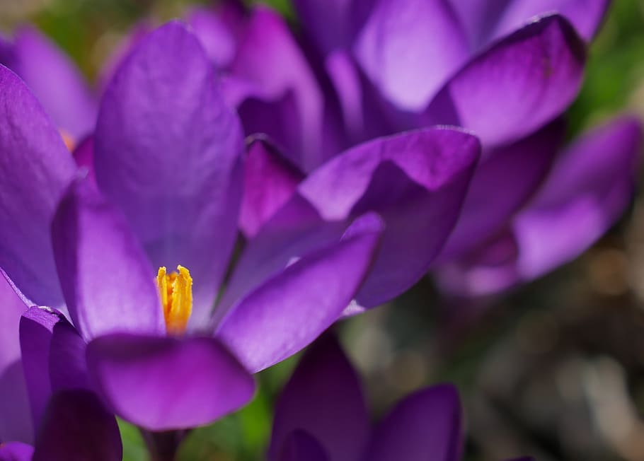 crocus, purple, spring, spring flower, violet, close up, blossom HD wallpaper