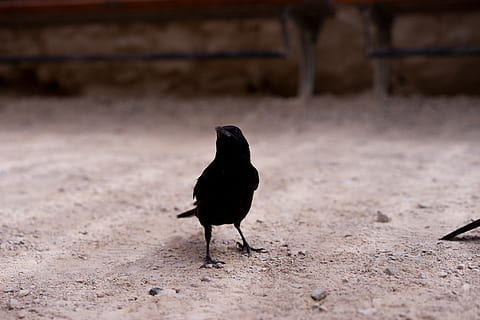 black bird, animal, blackbird, agelaius, ground, crow, anthus HD wallpaper