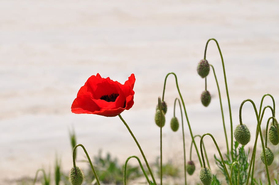 red petaled flower, flowering plant, beauty in nature, freshness HD wallpaper