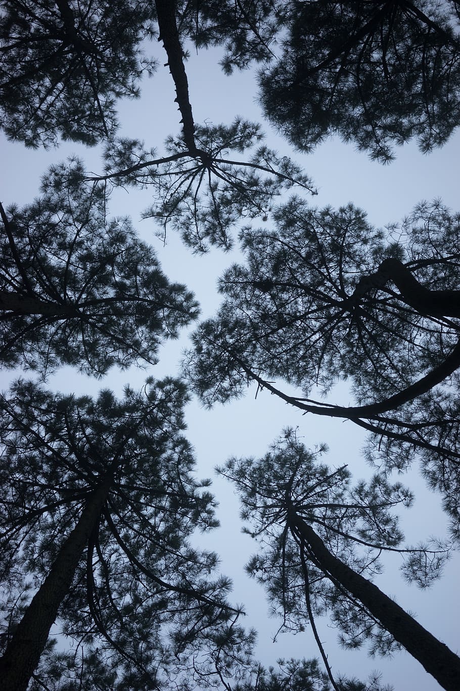 tree, plant, conifer, tree trunk, abies, fir, forest, pine HD wallpaper