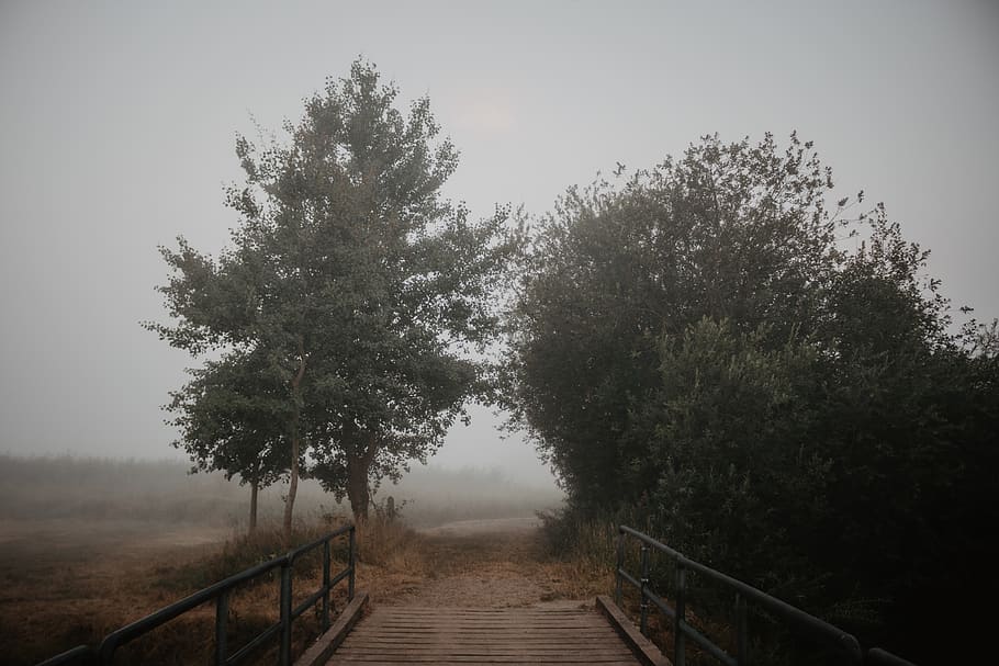 bridge and a pathway between trees, plant, fog, the way forward HD wallpaper