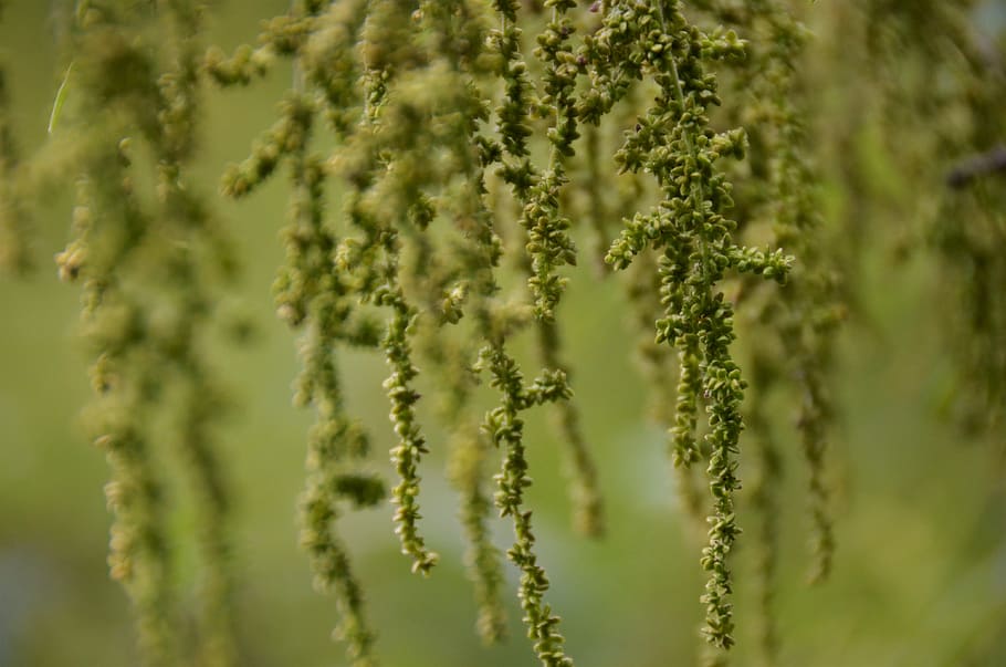 netherlands, rotterdam, plant, no people, growth, selective focus HD wallpaper