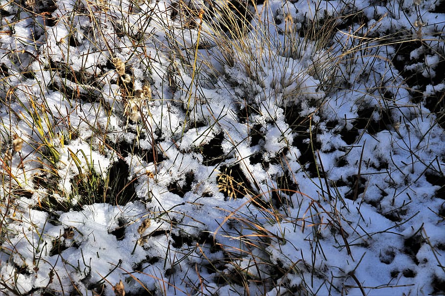 first snow, mountain, grass, overlap, alpine, winter, nature HD wallpaper