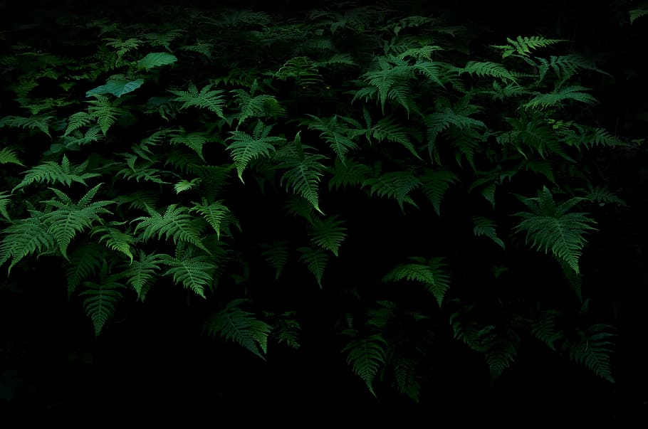 Green Plant, close-up, color, dark, environment, fern, flora HD wallpaper
