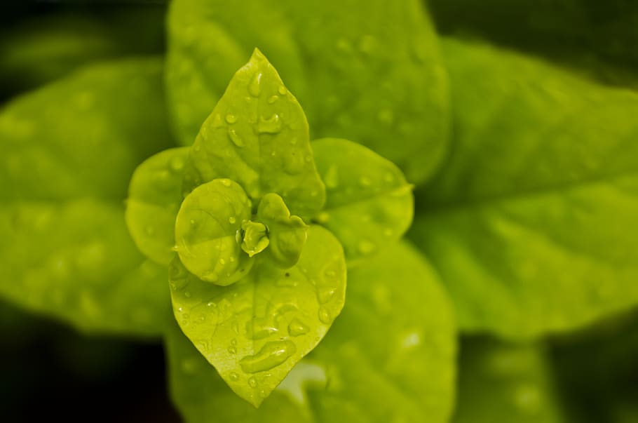 tree, plant, green, leaf, pattern, green color, drop, growth HD wallpaper