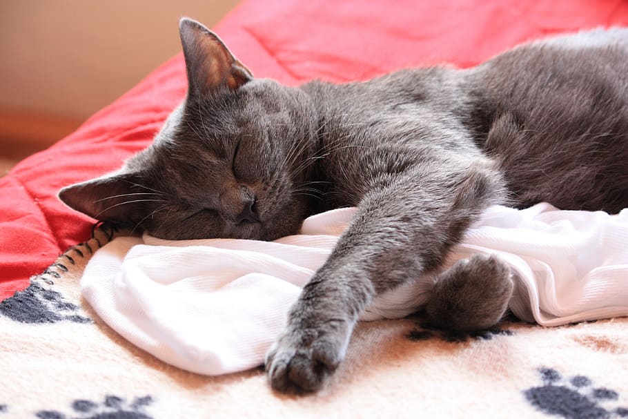 chartreux, cat, animals, pet, mieze, domestic, pets, domestic cat HD wallpaper
