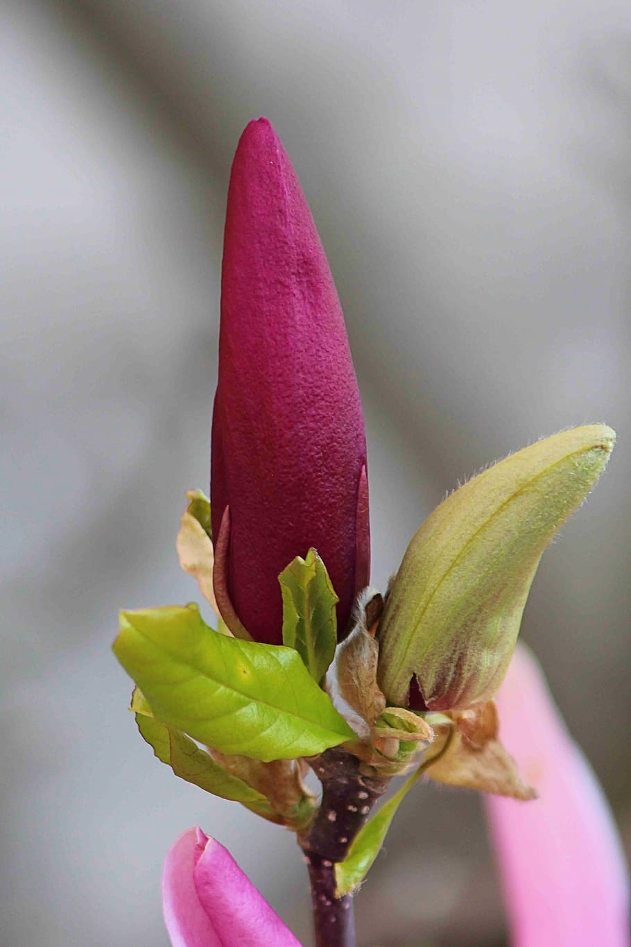 magnolia, blossom, bloom, spring, magnolia blossom, plant, magnoliengewaechs HD wallpaper