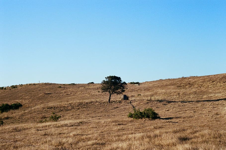 tree on brown ground, sky, clear sky, landscape, environment HD wallpaper