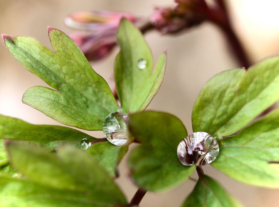 water, droplet, spring, macro, reflection, lens, leaf, plant part HD wallpaper