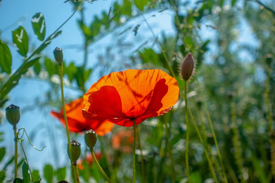 poppy, klatschmohn, blossom, bloom, nature, poppy flower, mohngewaechs HD wallpaper