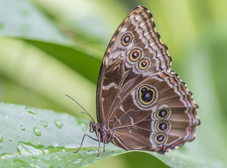 butterfly, nature, insect, wing, animal wing, invertebrate HD wallpaper