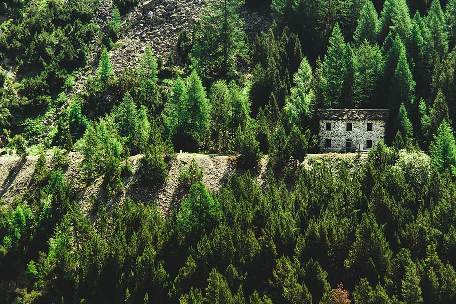 House Surrounded With Green Pine Trees, architecture, brown, daylight HD wallpaper