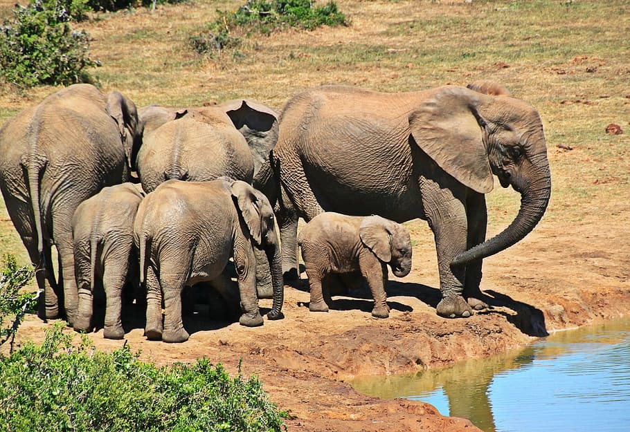 elephant, group, animal, wild, giant, nature, africa, animal themes HD wallpaper