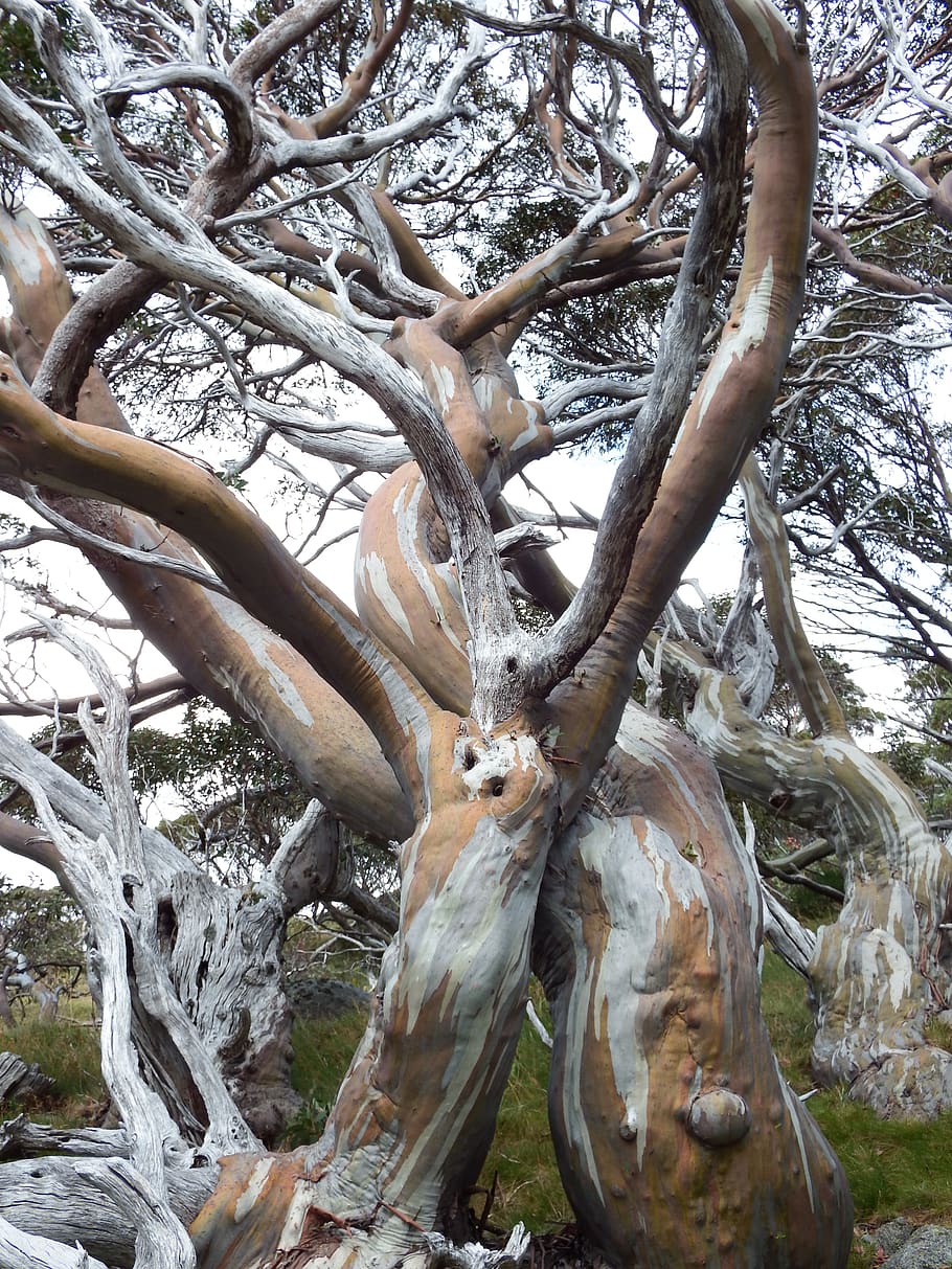 tree, tree trunk, plant, australia, kosciuszko national park