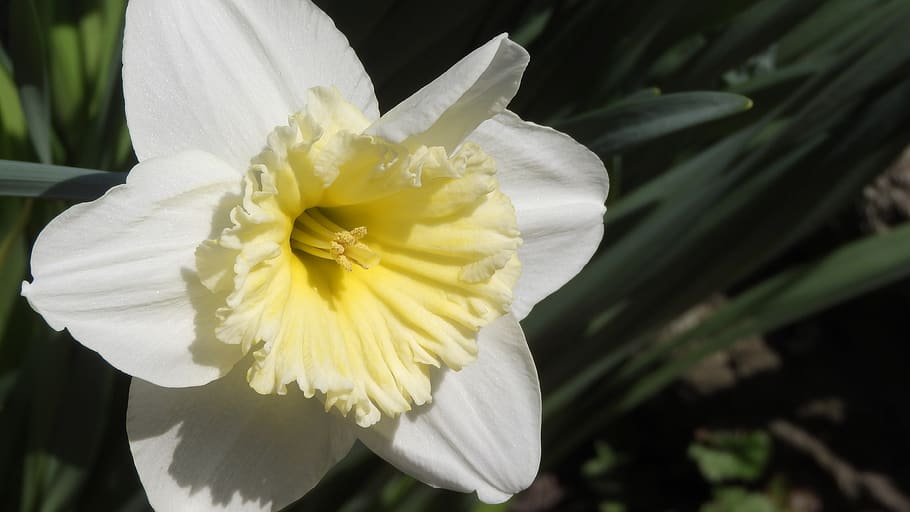 daffodil, spring flowers, easter, easter flowers, close up HD wallpaper