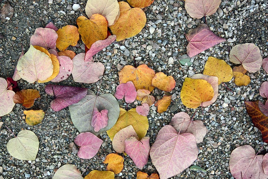 autumn leaves, background, solid, high angle view, rock, stone - object HD wallpaper