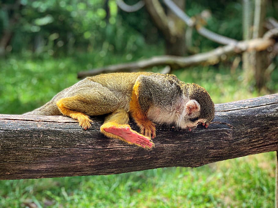 monkey, rest, log, wood, animal, ape, äffchen, tired, cute HD wallpaper