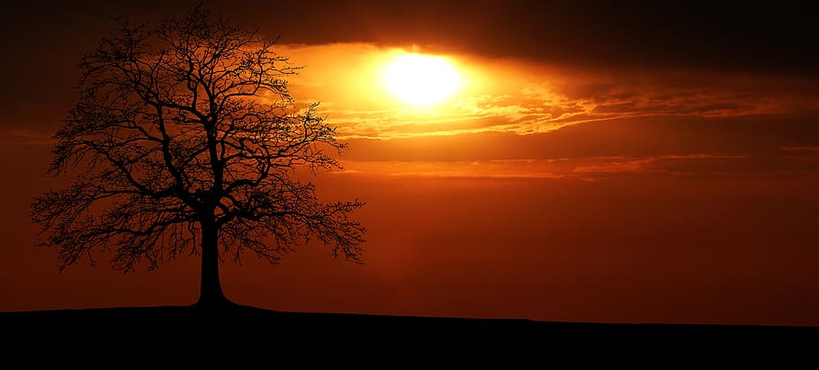 sunset, tree, nature, landscape, sky, evening, twilight, scenic HD wallpaper
