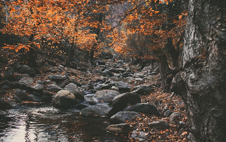 romania, autumn, forest, river, leaf, tree, plant, rock, solid HD wallpaper
