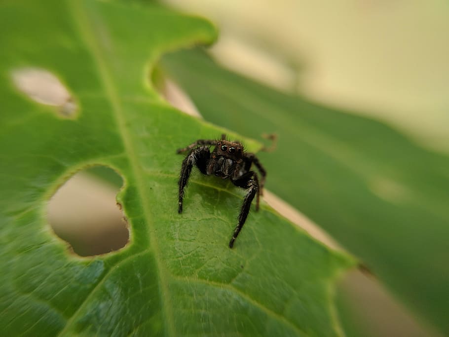 black spider on green leaf, insect, animal, arachnid, closeup HD wallpaper