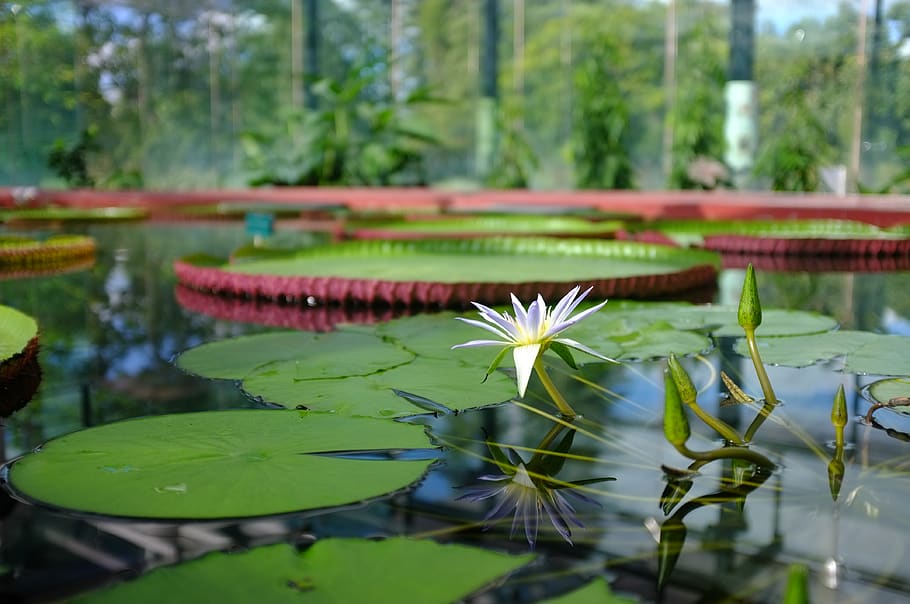 canada, lotus, plants, greenhouse, botanical garden, adelaide, HD wallpaper