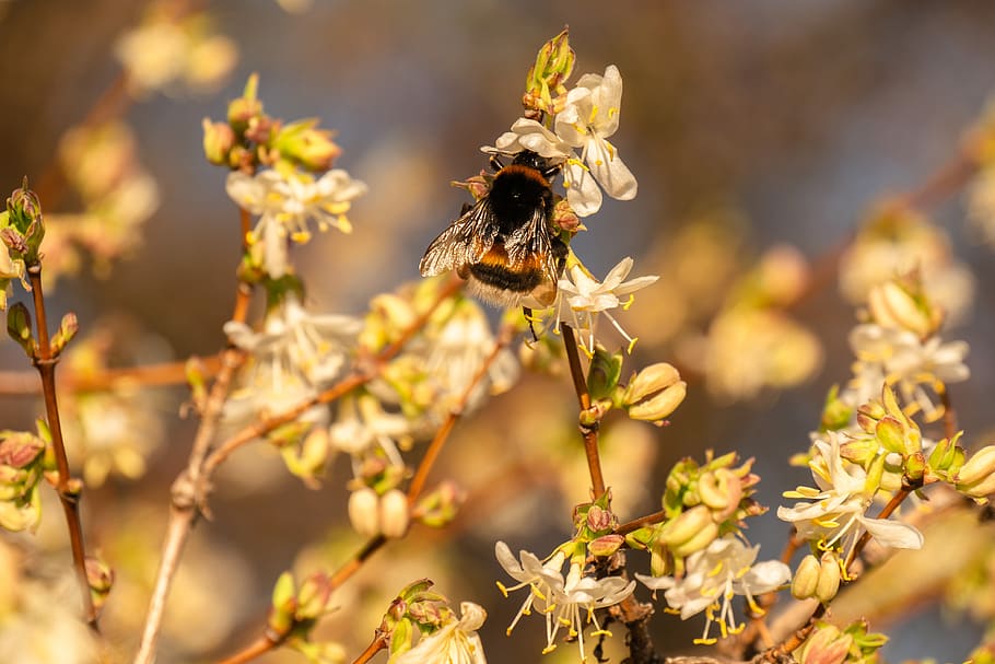 flowers, bud, hummel, spring, close up, animal themes, invertebrate HD wallpaper