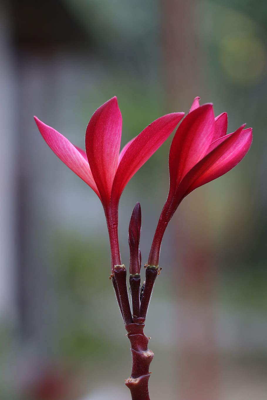 flower, red, bloom, flowers, nature, spring, petals, flora HD wallpaper