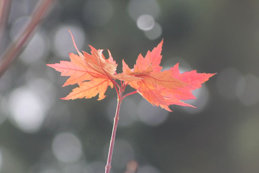 leaf, leaves, red, orange, yellow, fall, foliage, autumn, plant part HD wallpaper
