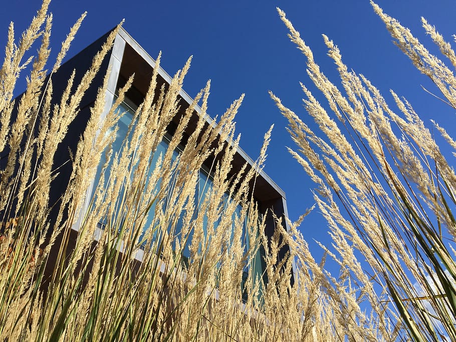 Rice Grain Plant, architecture, building, crop, grass, low angle shot HD wallpaper