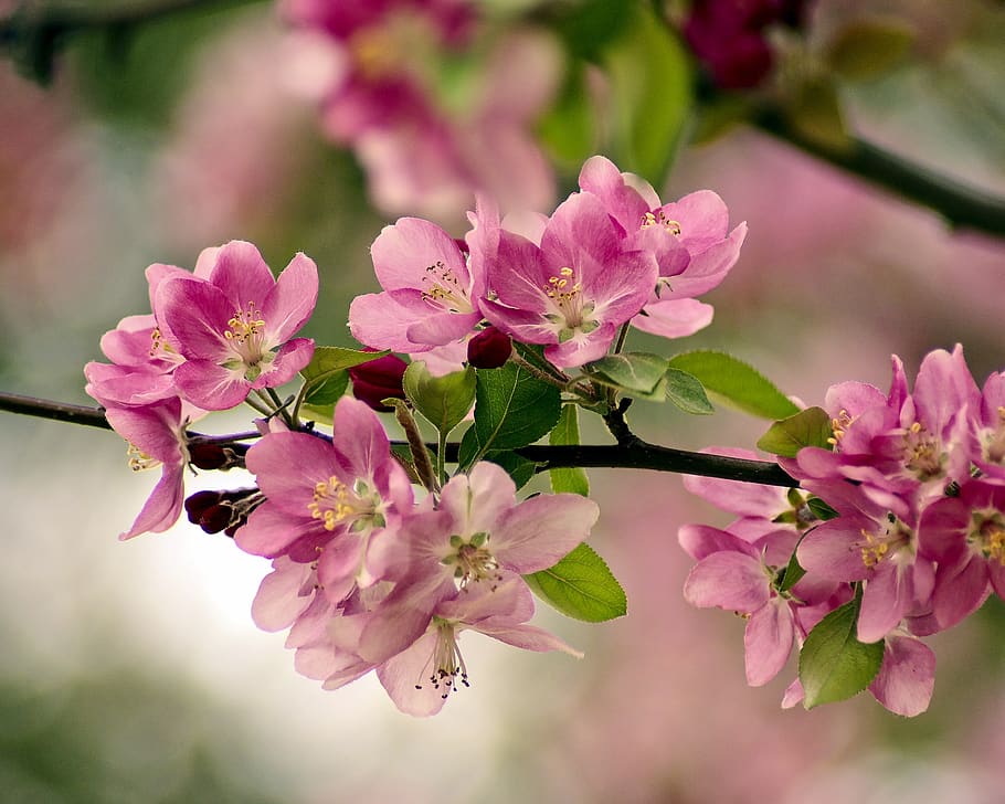 fair park cherry blossoms, spring, pink, flowers, tree, bloom HD wallpaper