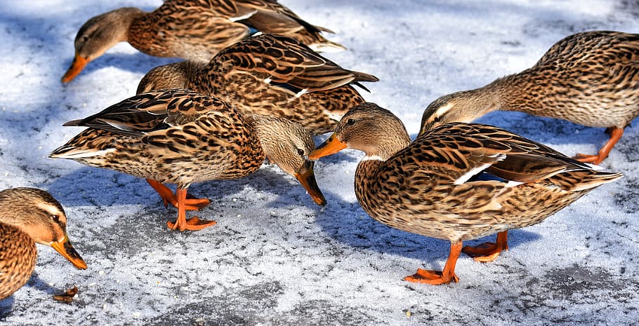 ducks, mallards, snow, winter, cold, colorful, water bird, duck bird HD wallpaper