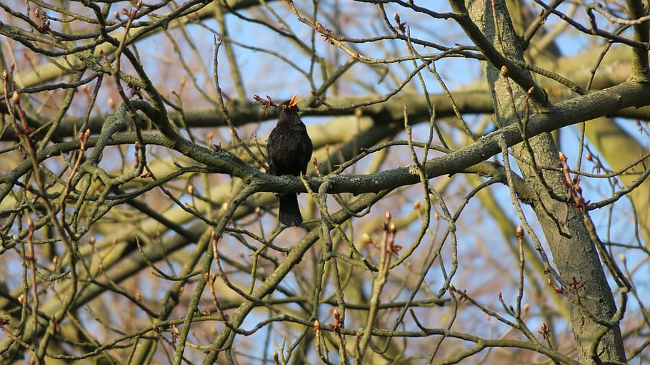 blackbird, singer, tree, plant, branch, focus on foreground HD wallpaper