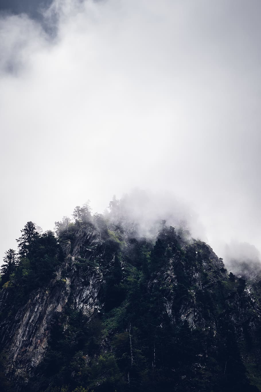 nature, weather, outdoors, tree, plant, abies, fir, fog, mist HD wallpaper
