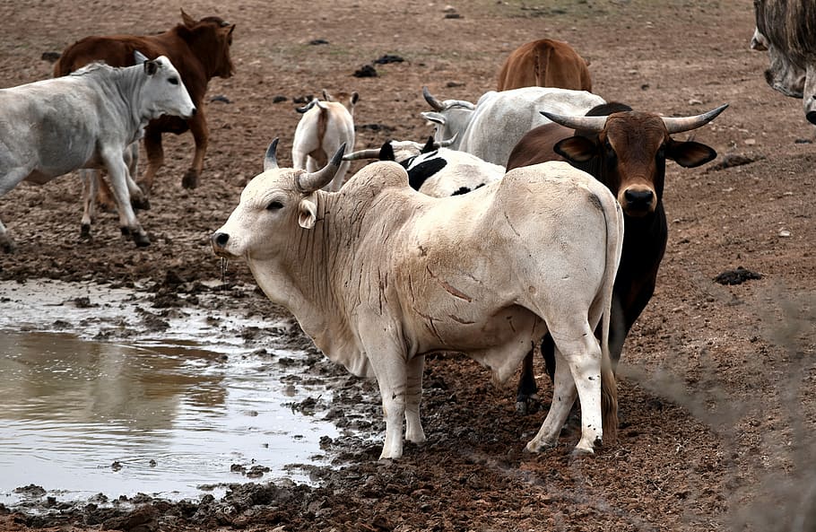 nguni cattle, cows, drinking, africa, livestock, mammal, animal, HD wallpaper