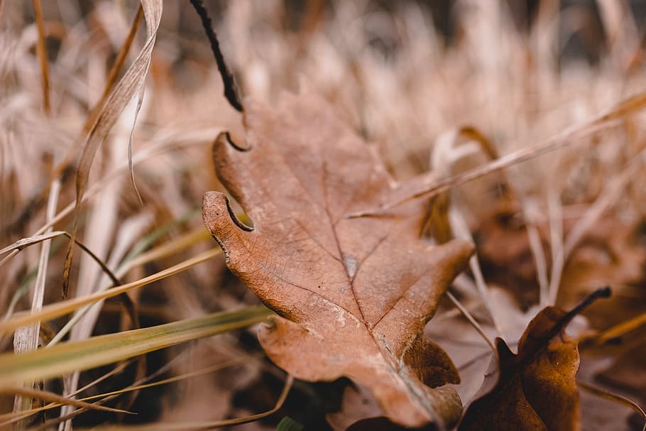 autumn, nature, fall, brown, luck, trees, nature lover, leave HD wallpaper
