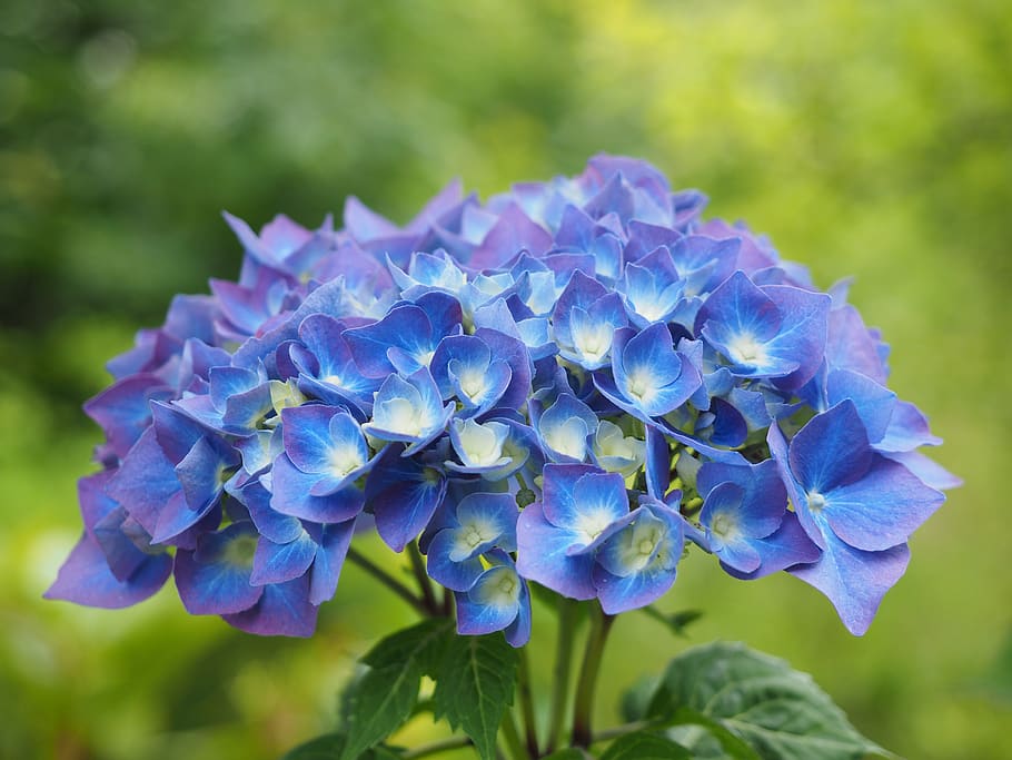 hydrangea, flowers, blue, hydrangea macrophylla, greenhouse hydrangea, HD wallpaper