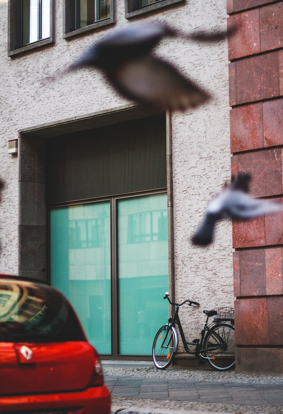 pigons, door, car, architecture, built structure, building exterior HD wallpaper