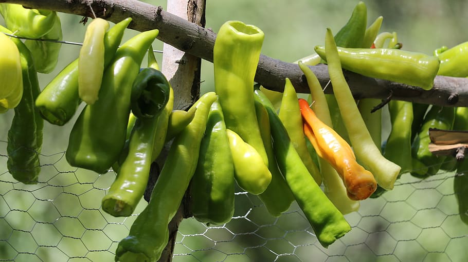 pepper, green, tree, vegetable, green color, food and drink HD wallpaper