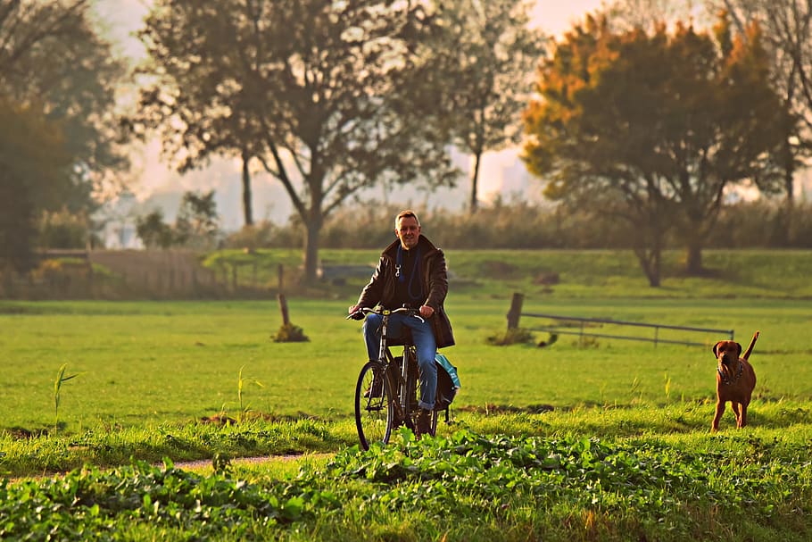 man, cyclist, bicycle, dog, road, field, rural, countryside HD wallpaper