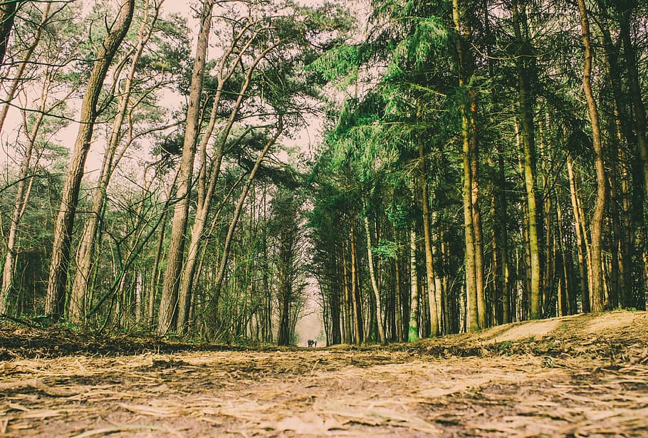 landscape, woods, forrest, trees, green, nature, adventure HD wallpaper