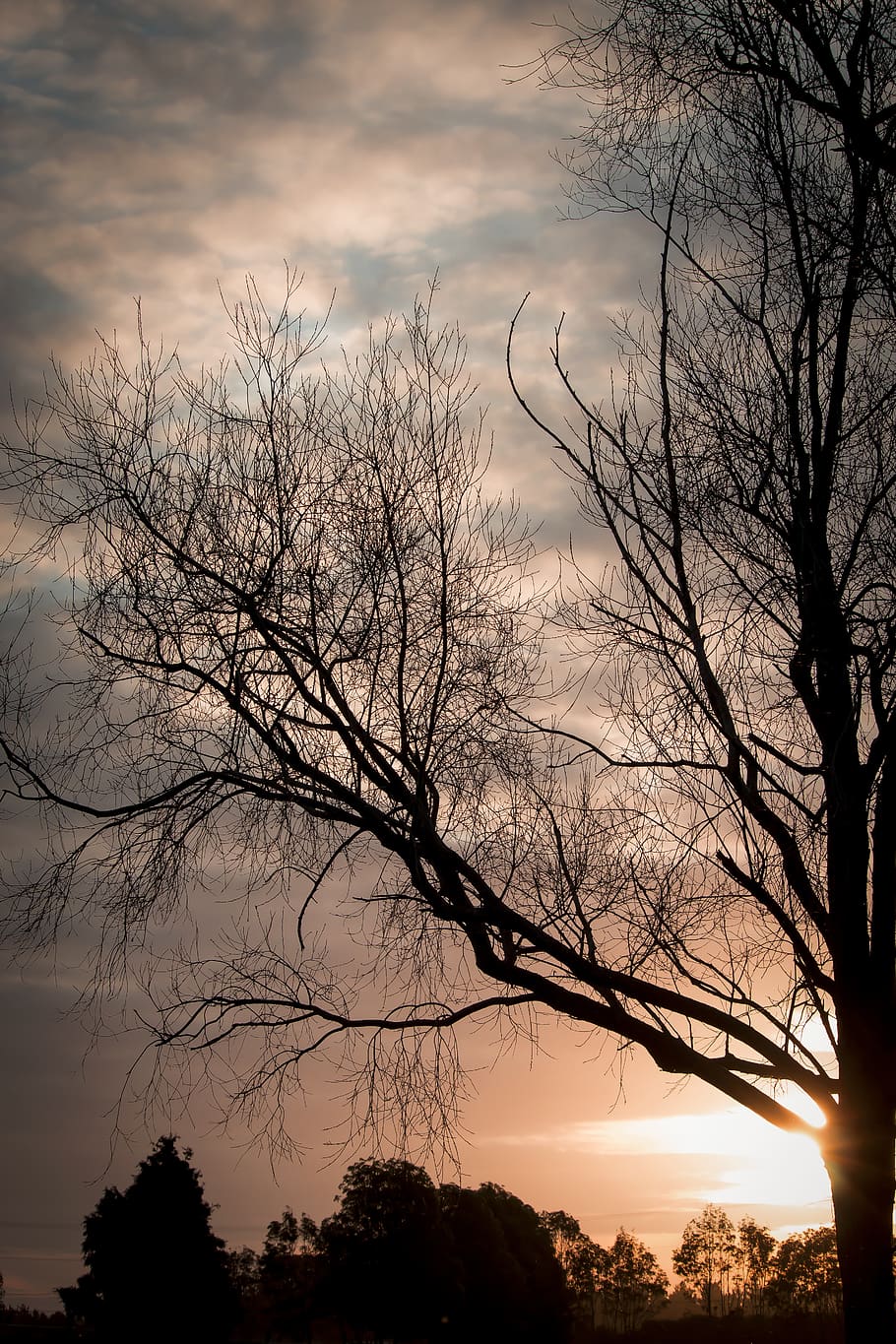 sunset, tree, silhouette, clouds, sky, cloud - sky, plant, bare tree HD wallpaper