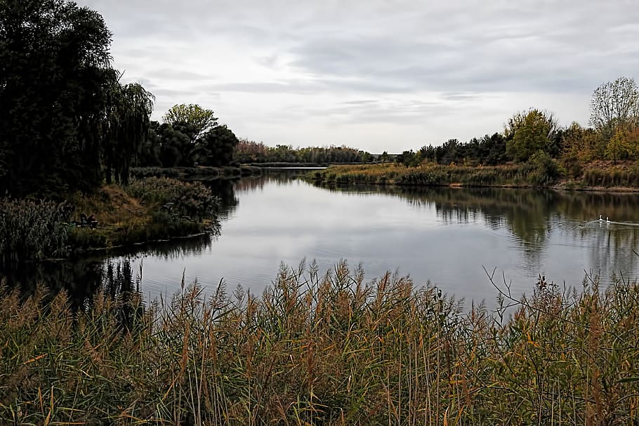 gloomy, grey, autumn, landscape, lake, mood, sky, water, plant HD wallpaper