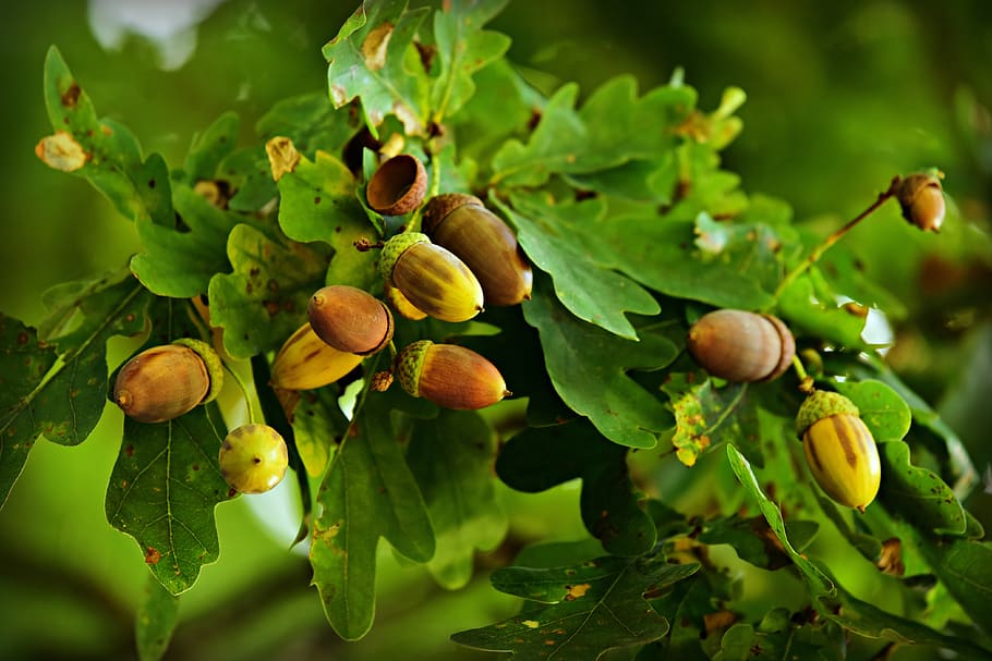acorn, nut, oak tree, tannin, food, nutrition, green, twig, HD wallpaper