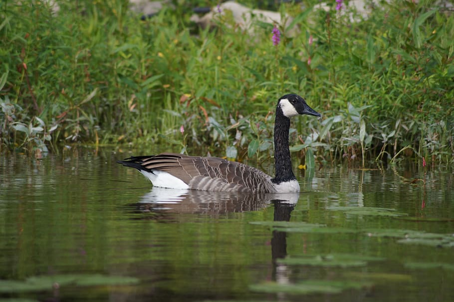 bird, duck, goose, fall, water, animals in the wild, animal wildlife HD wallpaper