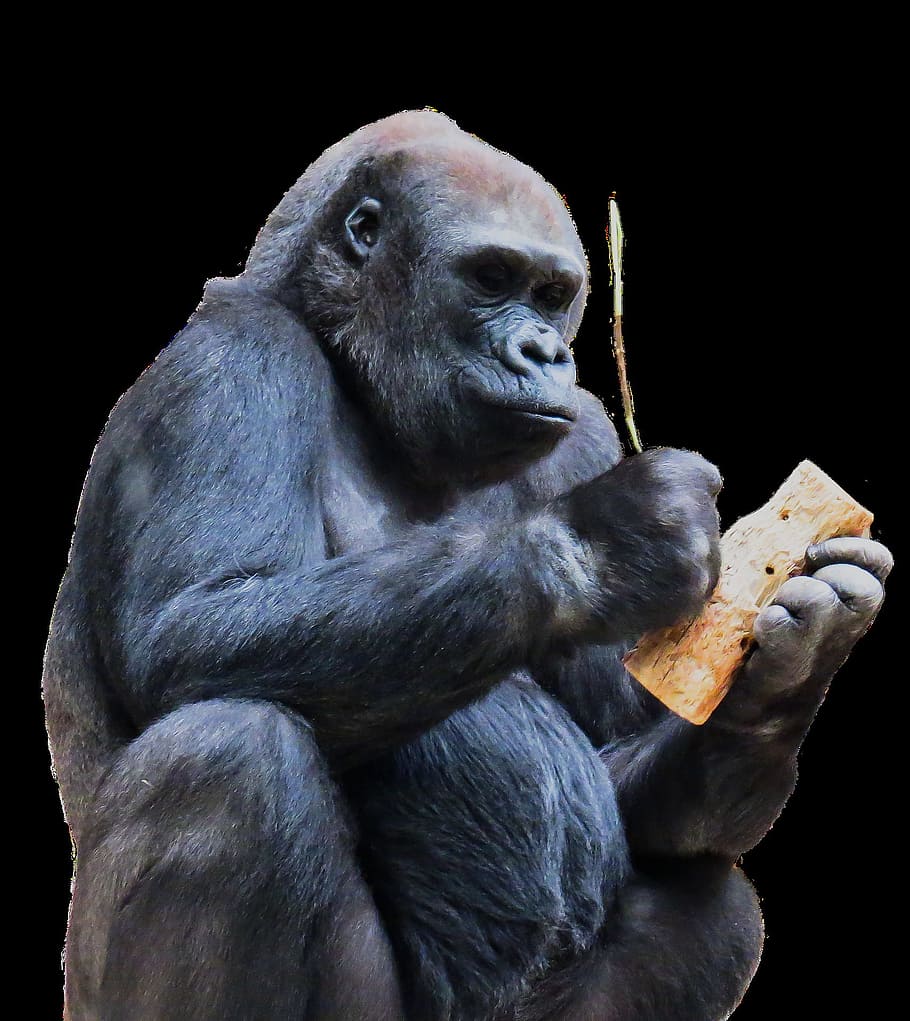 monkey, gorilla, black, animal, wild, nature, jungle, zoo, park HD wallpaper