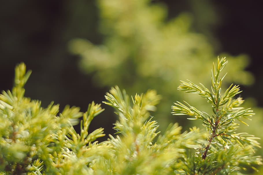 forest, bokeh, tree, light, blur, pine, plant, growth, beauty in nature HD wallpaper