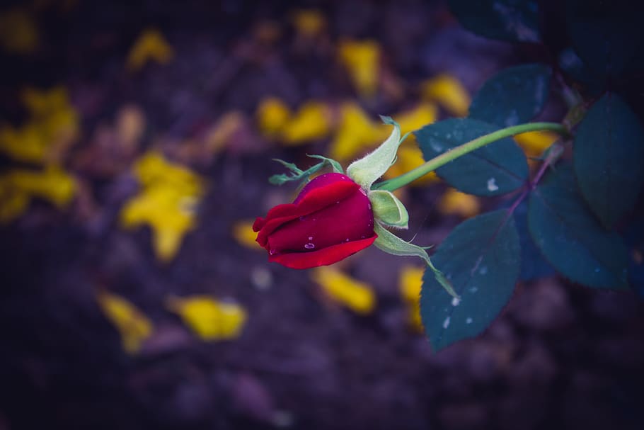 Red Rose, #outdoorchallenge, bloom, blooming, blossom, flora HD wallpaper