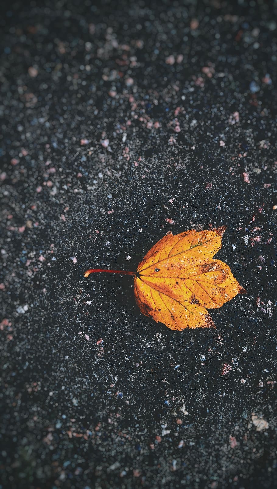 A yellow leaf on the ground., plant part, autumn, close-up, change HD wallpaper