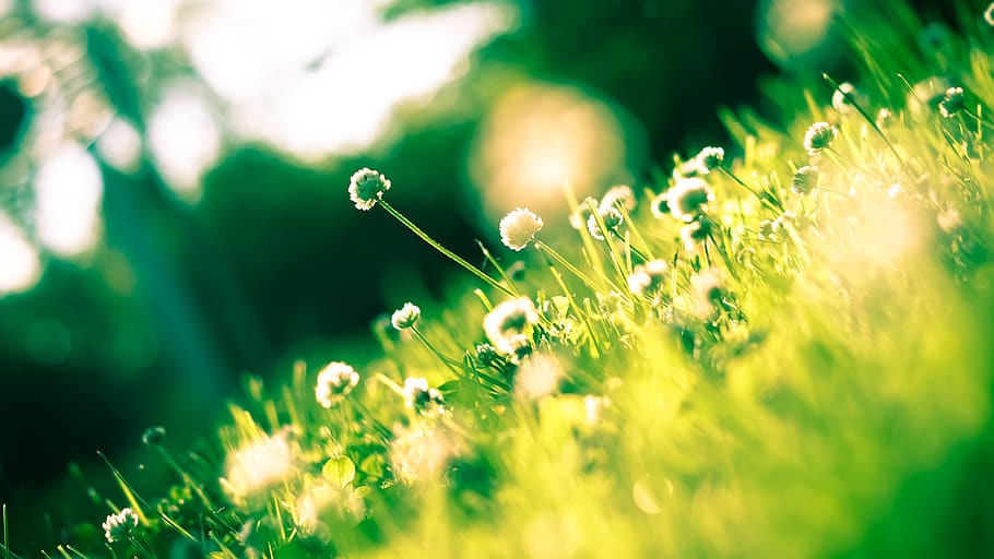 Close Up Photo of Dandelion, flora, flowers, garden, macro, nature HD wallpaper