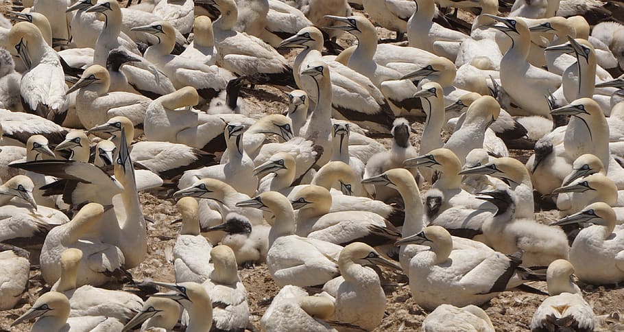 white geese during daytime, animal, bird, birds, gannets, booby HD wallpaper